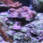 corals inverts - rhodactis sp. - lavender mushroom stocking in 110 gallons tank - Misc