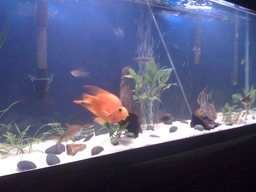Rated #3752: 65 Gallons Freshwater Fish Tank - This is my freshwater tank. It is 65 gallon with 3 bala sharks (Lg), 3 giant dinos, blood parrot, 3 emerald corys, irradecent shark, 2 rafiel catfish, 1 wild caught angle fish, 1 gren terror, and 1 black neon tetra
