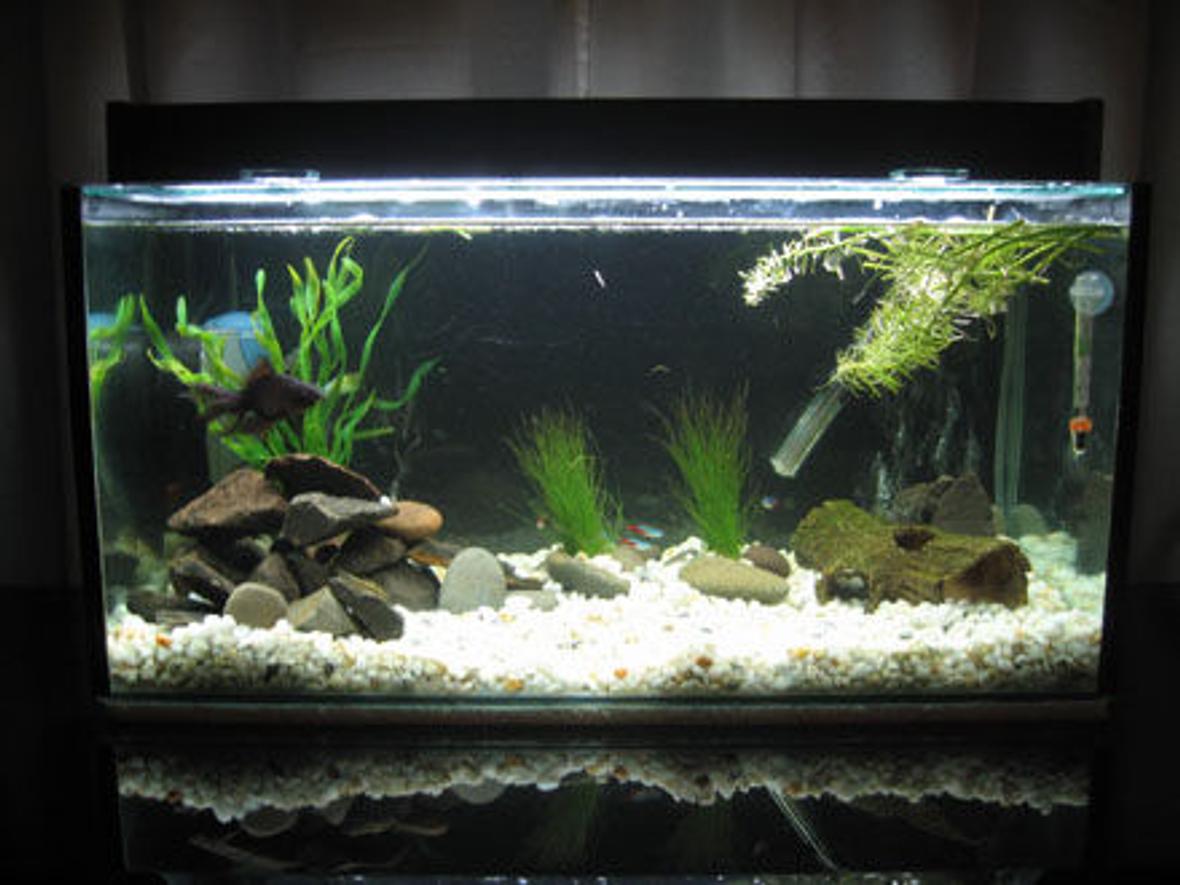 15 gallons planted tank (mostly live plants and fish) - Just an ordinary 15 gallon freshwater tank~ I had those Westeria plants (floating plants) where the fake plants were on the LEFT but my gold fish kept uprooting them. (i have NO WHERE else to place my gold fish, and yet he seemed happy in there so i left him. please don't flame) Those rocks i just found from my garden because rocks cost alot in the pet stores (i'm sure you know what i mean). i have 2 air stones on the back left and back right of the tank. Most of my fish are hiding in this image because it was taken at night, sorry. Yeah hope you like it