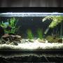 15 gallons planted tank (mostly live plants and fish) - Just an ordinary 15 gallon freshwater tank~ I had those Westeria plants (floating plants) where the fake plants were on the LEFT but my gold fish kept uprooting them. (i have NO WHERE else to place my gold fish, and yet he seemed happy in there so i left him. please don't flame) Those rocks i just found from my garden because rocks cost alot in the pet stores (i'm sure you know what i mean). i have 2 air stones on the back left and back right of the tank. Most of my fish are hiding in this image because it was taken at night, sorry. Yeah hope you like it