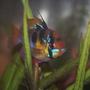 freshwater fish - papiliochromis ramirezi - german blue ram stocking in 55 gallons tank - Blue Ram Male