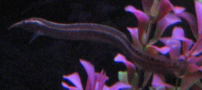 freshwater fish - macrognathus siamensis - peacock eel stocking in 125 gallons tank - Spinny Eel making its way through the plants