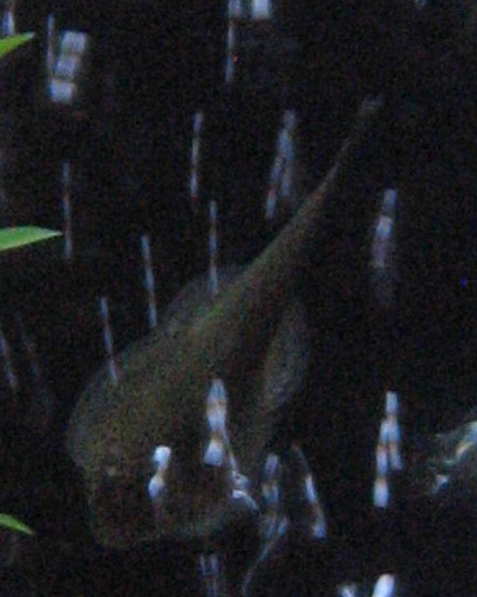 freshwater fish - beaufortia kweichowensis - butterfly hillstream loach stocking in 125 gallons tank - Butterfly Loach hanging out behind the bubble wall.