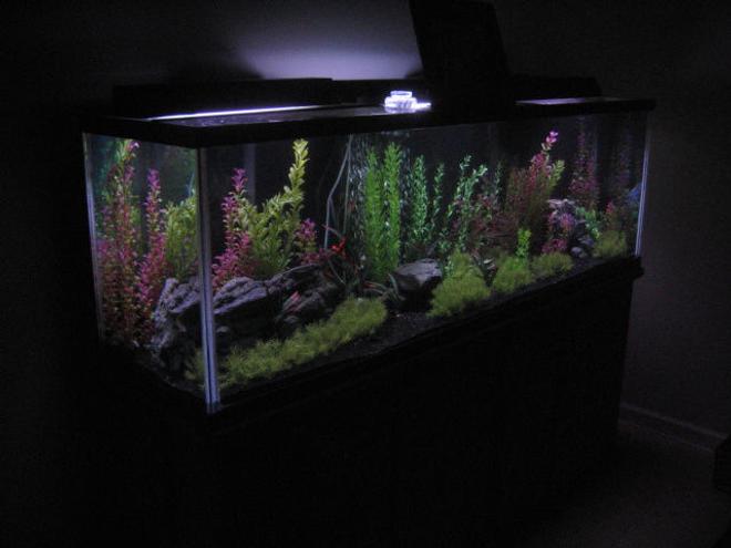 125 gallons freshwater fish tank (mostly fish and non-living decorations) - My 125 Gallon Community Tank