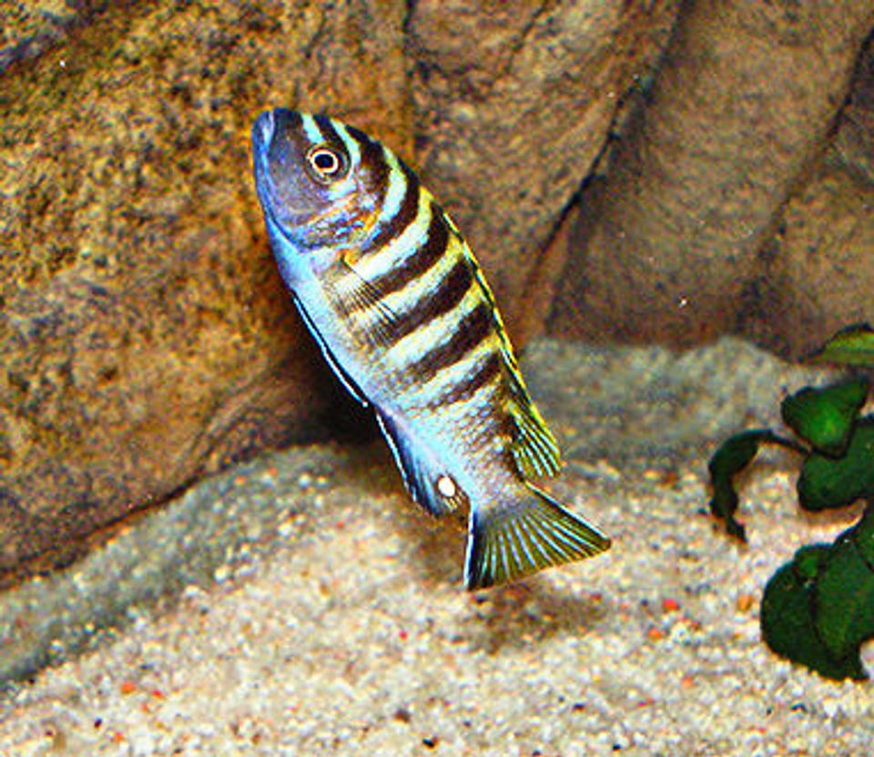 freshwater fish - cynotilapia afra - afra cichlid stocking in 63 gallons tank - Cynotilapia Afra Red Top Mara Mozambique - Male