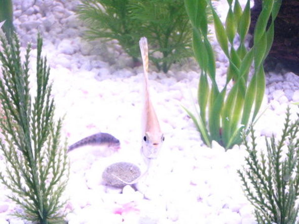 freshwater fish stocking in 36 gallons tank - He's Looking at you.