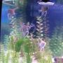 freshwater fish - pterophyllum sp. - silver zebra angel stocking in 36 gallons tank -