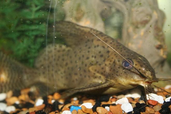 freshwater fish - synodontis eupterus - featherfin catfish stocking in 55 gallons tank - up close and personal with my synodontis eupterus A.K.A. feather fin catfish