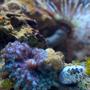 corals inverts - actinodiscus sp. - assorted colored mushroom stocking in 26 gallons tank - Umbrella mushroom, nerite snail, yellow polyps, and a feather duster in the background.