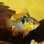 freshwater fish - papiliochromis ramirezi - german blue ram stocking in 40 gallons tank - Blue Male Ram - Breeding Colours