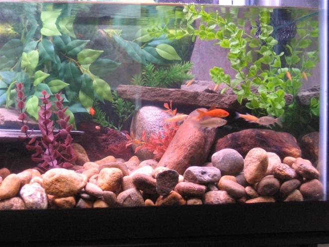 125 gallons freshwater fish tank (mostly fish and non-living decorations) - close up