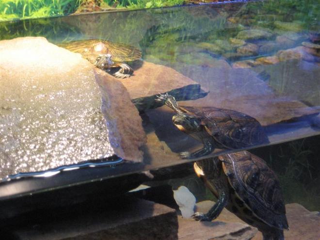 corals inverts - trachemys scripta scripta - yellow belly slider turtle stocking in 125 gallons tank - turtles