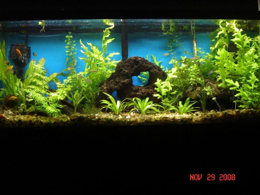 Rated #75: 90 Gallons Planted Tank - all live plants, 11 weeks a long. still a work in progress. the rock pile has several tunnels and hiding spots, home made drift wood and two antique bottles.