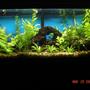 90 gallons planted tank (mostly live plants and fish) - all live plants, 11 weeks a long. still a work in progress. the rock pile has several tunnels and hiding spots, home made drift wood and two antique bottles.