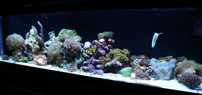 33 gallons reef tank (mostly live coral and fish) - AGA 33L 48x12x12 - Current Nova x2 54w T5 - False Wall -Phosban reactor - AC70 with Poly Filter and Chemipure. Tank has been up for approx 2 months.
