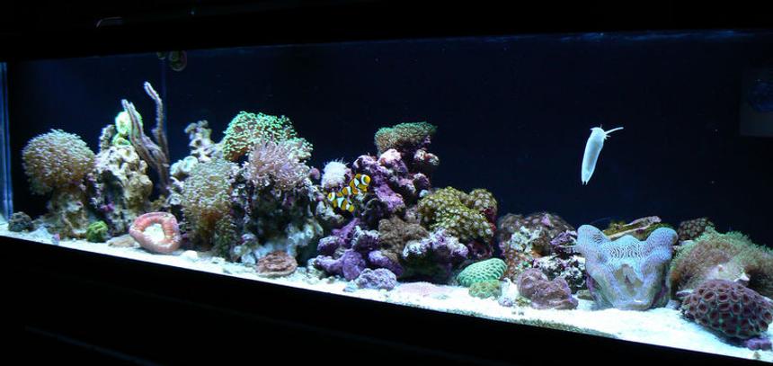 Rated #73: 33 Gallons Reef Tank - AGA 33L 48x12x12 - Current Nova x2 54w T5 - False Wall -Phosban reactor - AC70 with Poly Filter and Chemipure. Tank has been up for approx 2 months.