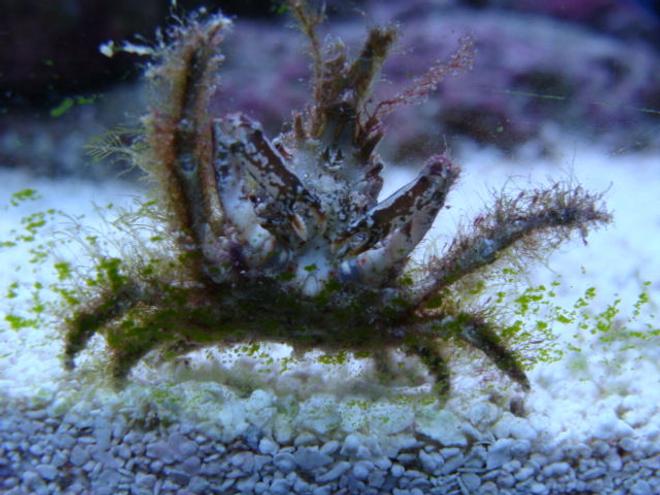 corals inverts - camposcia retusa - spider decorator crab stocking in 75 gallons tank - what kind of crab is this