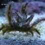 corals inverts - camposcia retusa - spider decorator crab stocking in 75 gallons tank - what kind of crab is this