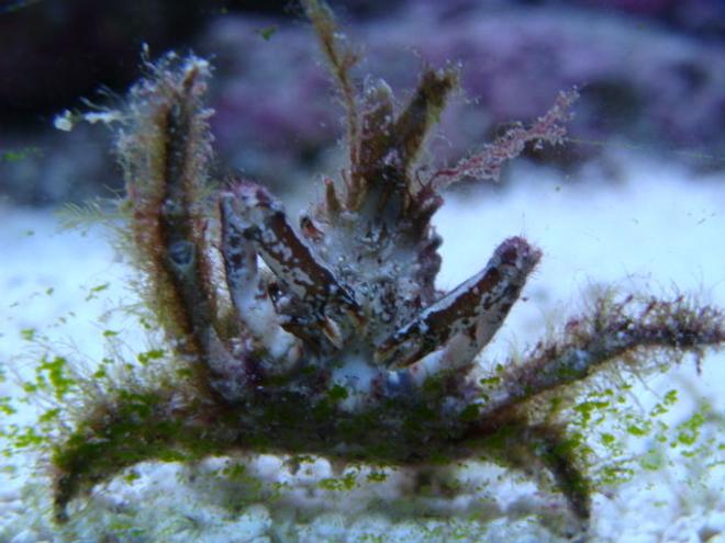 corals inverts - camposcia retusa - spider decorator crab stocking in 75 gallons tank - unknown crab