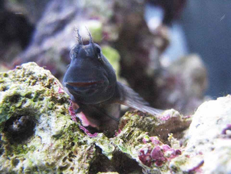 saltwater fish - atrosalarias fuscus - black sailfin blenny stocking in 70 gallons tank - another Blenny pic.  He loves to pose!!!