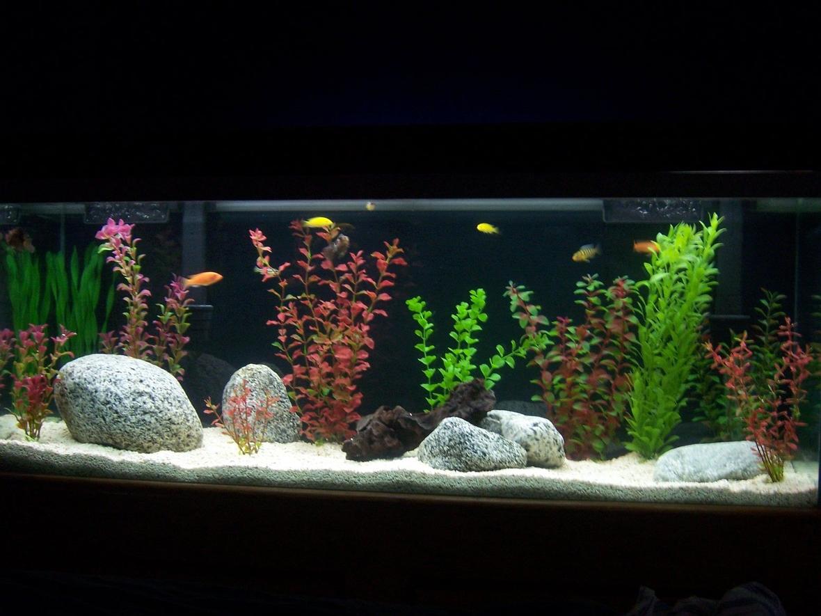 55 gallons freshwater fish tank (mostly fish and non-living decorations) - my 55 gallon tank