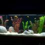 55 gallons freshwater fish tank (mostly fish and non-living decorations) - my 55 gallon tank