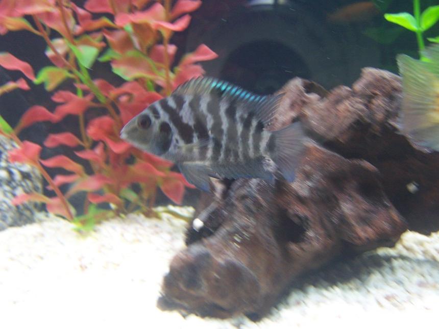 Rated #1357: Freshwater Fish - Archocentrus Nigrofasciatus - Black Convict Cichlid Stocking In 55 Gallons Tank - convict cichlid
(THE MOST BEAUTIFUL JODIE FISH)