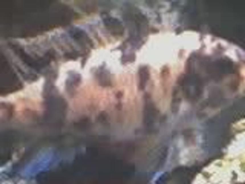 Rated #2482: Freshwater Fish - Aulonocara Nyassae Var. - Peacock Cichlid, Orange Blossom Stocking In 30 Gallons Tank - Peacock Cichlid, Orange Blossom