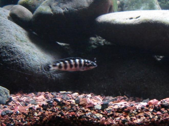 freshwater fish - julidochromis transcriptus - masked julie stocking in 22 gallons tank - Julidochromis