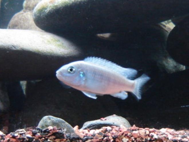 freshwater fish - sciaenochromis ahli - electric blue cichlid stocking in 22 gallons tank - Blue lab