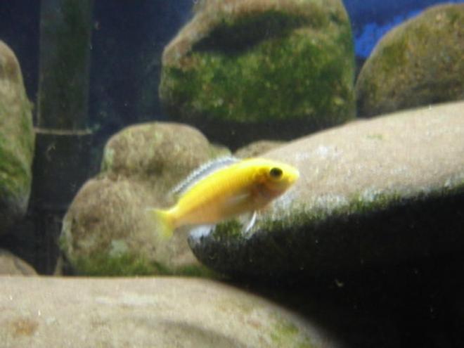 freshwater fish - labidochromis caeruleus - electric yellow cichlid stocking in 22 gallons tank - Electric Yellow