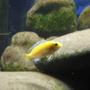 freshwater fish - labidochromis caeruleus - electric yellow cichlid stocking in 22 gallons tank - Electric Yellow