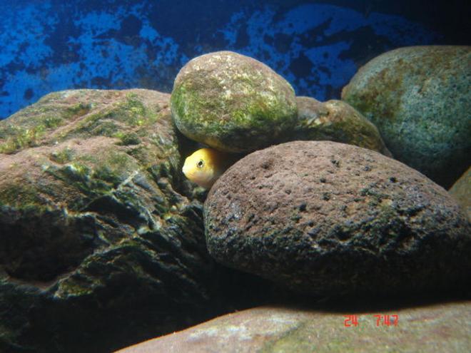 freshwater fish - labidochromis caeruleus - electric yellow cichlid stocking in 22 gallons tank - Electric Yellow

He's a little camera shy!