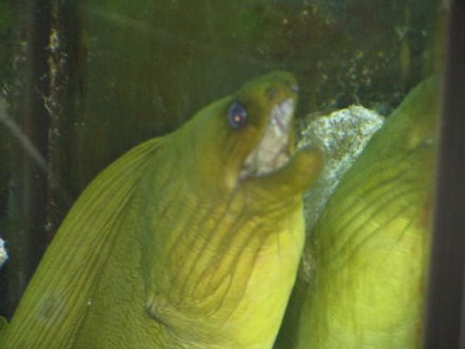 saltwater fish - gymnothorax funebris - green moray eel stocking in 110 gallons tank - green moray eel "AMP"