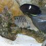 saltwater fish - centropyge tibicen - keyhole angelfish stocking in 110 gallons tank - keyhole angel and lawnmower blenny