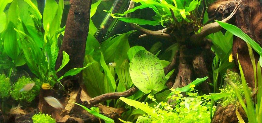 Rated #86: 45 Gallons Planted Tank - 55 litre planted aquarium