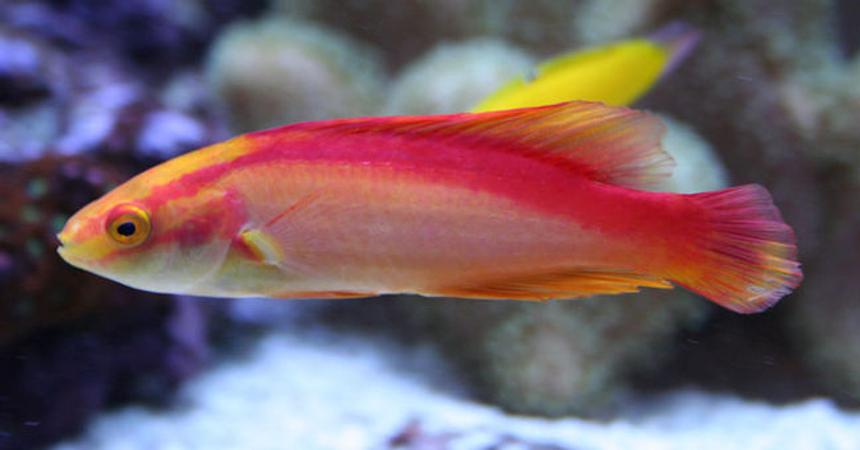 Rated #35: Saltwater Fish - Cirrhilabrus Jordani - Flame Wrasse Stocking In 210 Gallons Tank - My Hawaiian Flame Wrasse Male