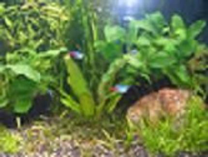 freshwater fish - paracheirodon innesi - neon tetra jumbo stocking in 50 gallons tank - my tank
