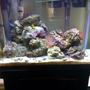 37 gallons reef tank (mostly live coral and fish) - Just my 37 Gallon, im new at this folks..!! A poor mans setup.... :(