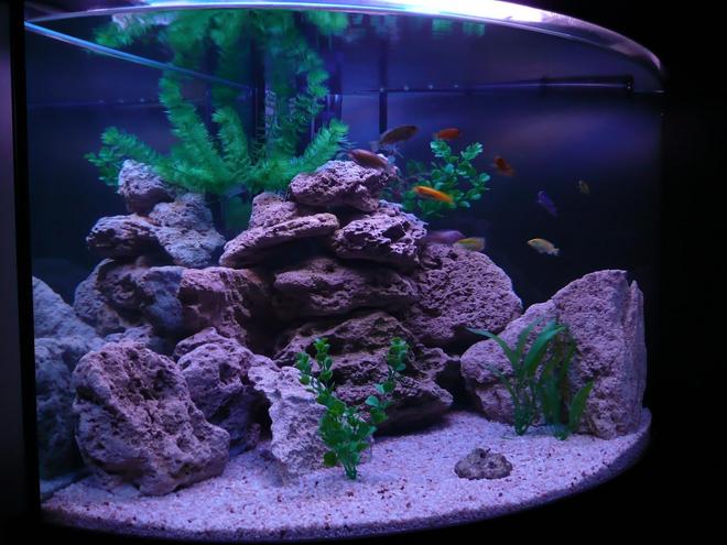 50 gallons freshwater fish tank (mostly fish and non-living decorations) - My Cichlid Tank Fully Cylced Stocked with 19 Malawi Cichlids 
(Revised Plants and Background to highlite the Fish and rocks more ...Think it Has done the job. 
Tried to keep it real by giving the fish lots of caves tunnels hiding spots and dark spots on different levels /depths BUT kept lots of "open water " and "open floor" so they can do their thing