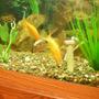 freshwater fish - carassius auratus - goldfish stocking in 75 gallons tank - goldfish eating