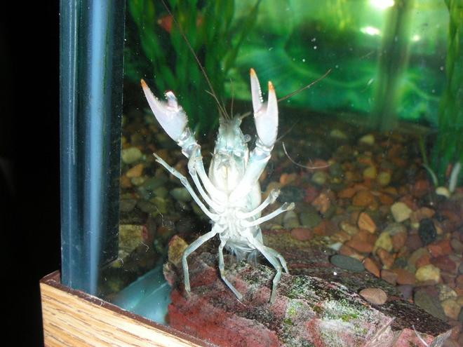 corals inverts - procambarus sp. - hammers cobalt blue lobster stocking in 75 gallons tank - crawdad trying to climb to get some bloodworms