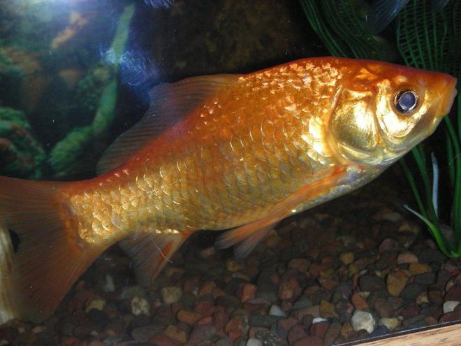 freshwater fish - carassius auratus - goldfish stocking in 75 gallons tank - mature goldfish