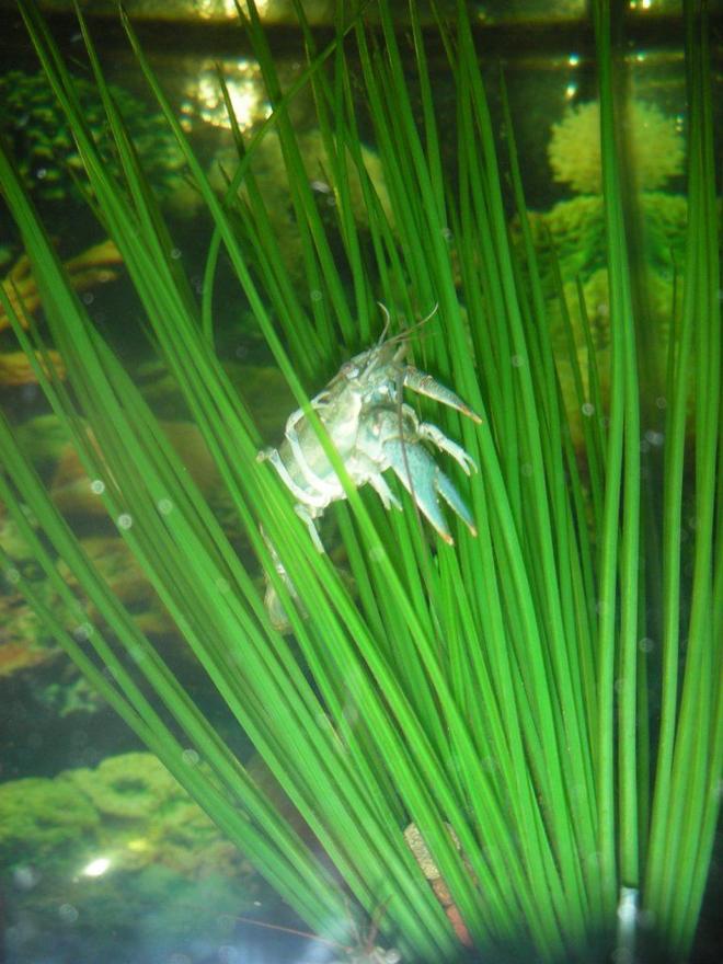 corals inverts - procambarus sp. - hammers cobalt blue lobster stocking in 75 gallons tank - crawdad resting