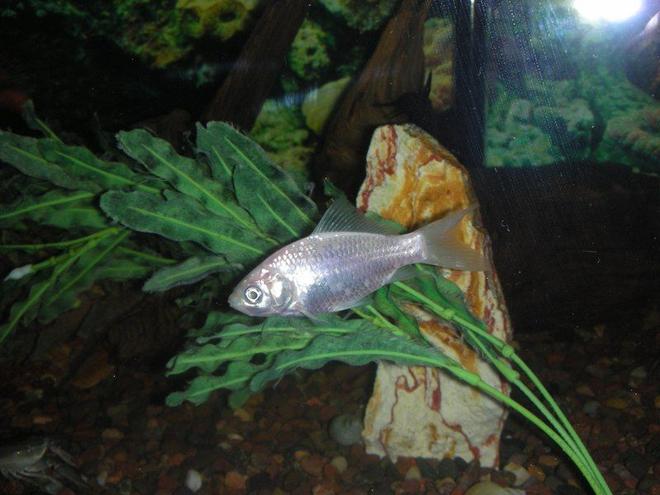 freshwater fish - carassius auratus - goldfish stocking in 75 gallons tank - goldfish swimming casually