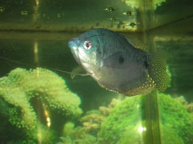freshwater fish - trichogaster trichopterus - blue gourami stocking in 75 gallons tank - male blue gourami