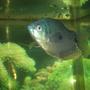 freshwater fish - trichogaster trichopterus - blue gourami stocking in 75 gallons tank - male blue gourami