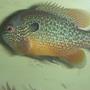 freshwater fish - lepomis megalotis - longear sunfish stocking in 75 gallons tank - wild long ear sunfish eating bloodworms