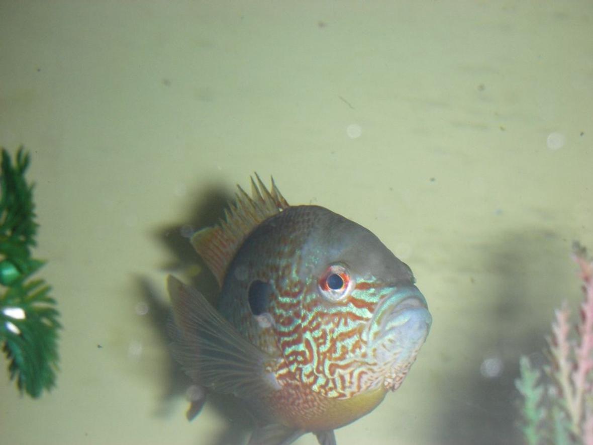 freshwater fish - lepomis megalotis - longear sunfish stocking in 75 gallons tank - lon ear sunfish