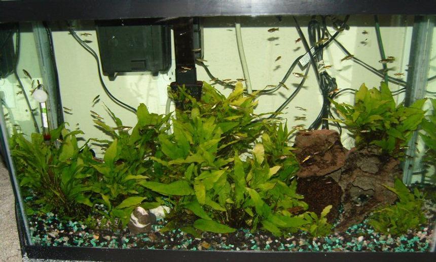 Rated #198: 75 Gallons Planted Tank - 29 Gallons
Class "N" Black Bar Endlers Livebearers
Java Fern